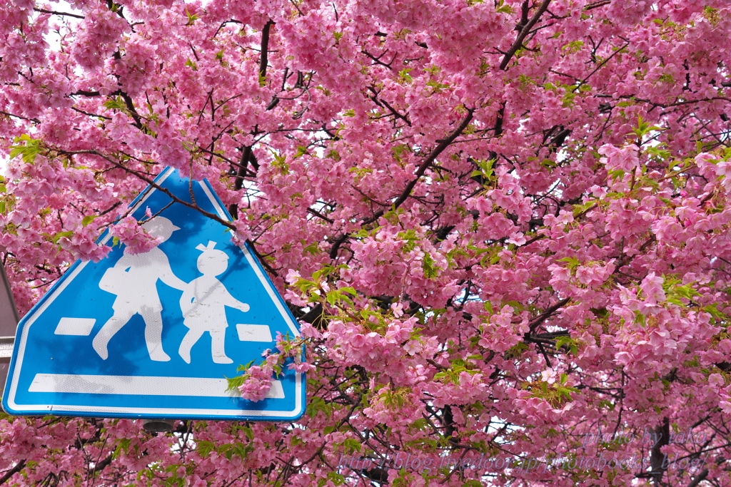 桜に囲まれて入学式～三浦海岸さくら祭りから