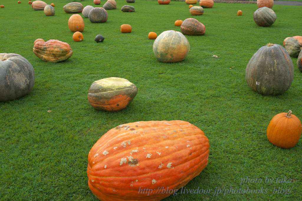 収穫祭のかぼちゃ・・・風