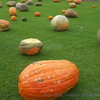 収穫祭のかぼちゃ・・・風