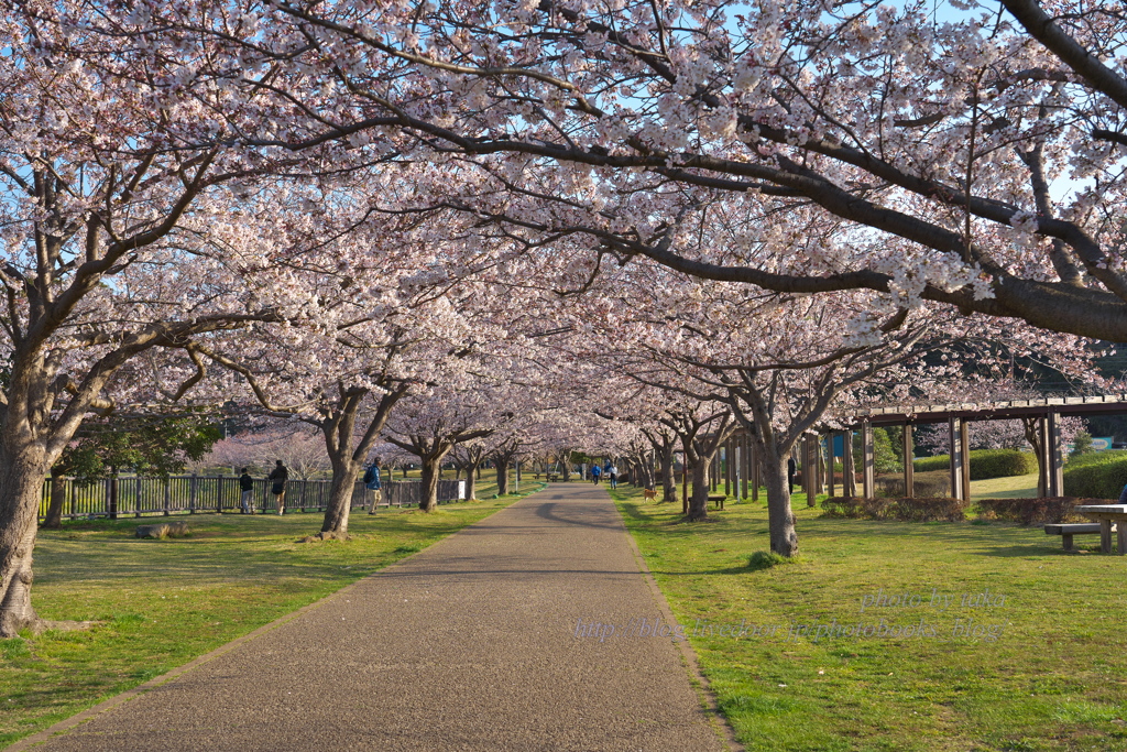 日の出後の桜並木～引地川親水公園