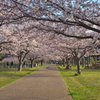 日の出後の桜並木～引地川親水公園