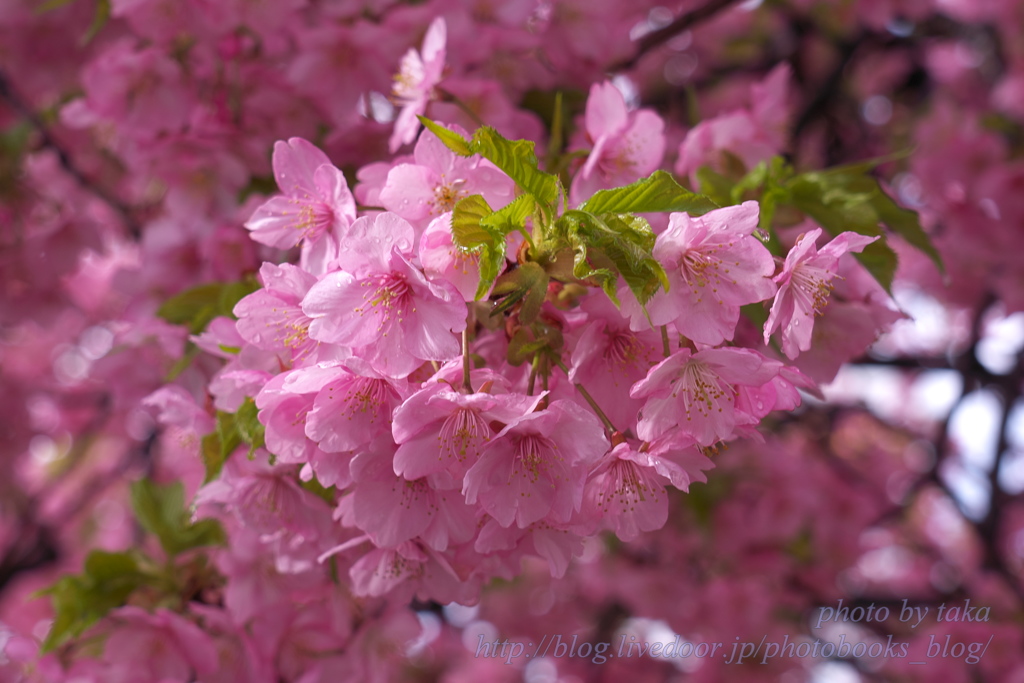 雨の河津桜～三浦海岸さくら祭り⑤