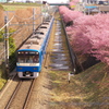 続けて青い京急～三浦海岸さくら祭り