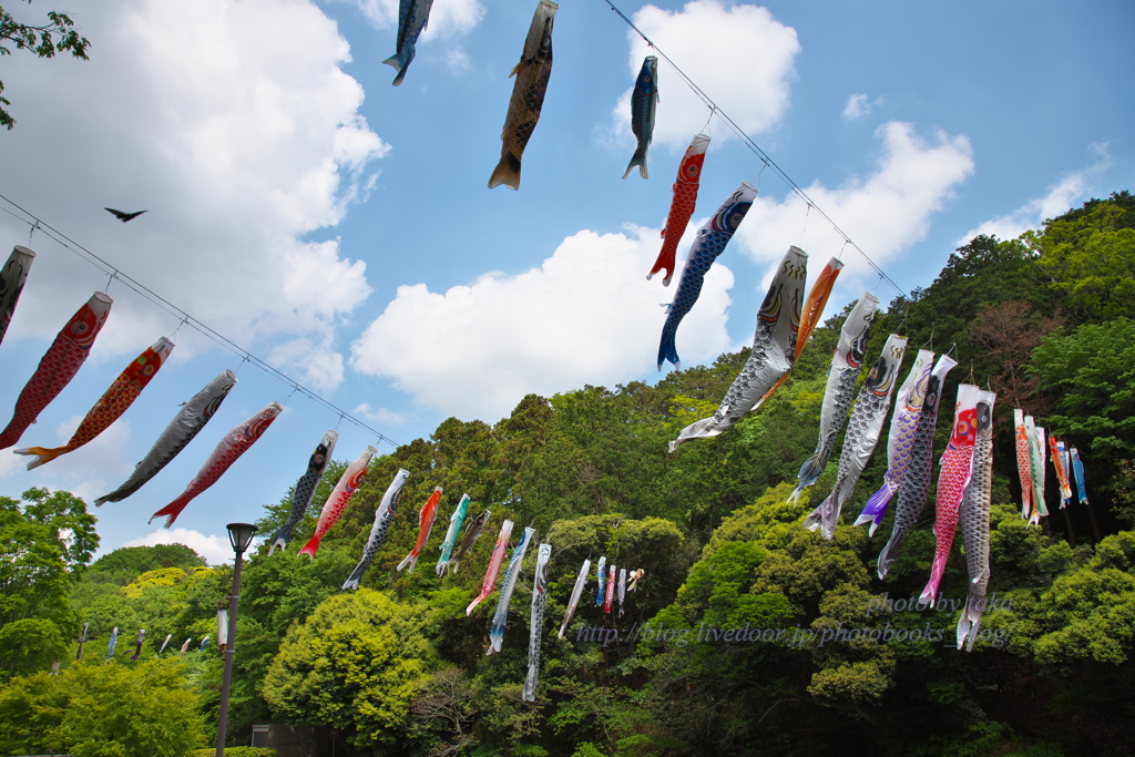 鯉のぼり②～公園の風景