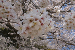 初夏の桜