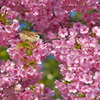 スズメと河津桜のコラボ～江の島にて