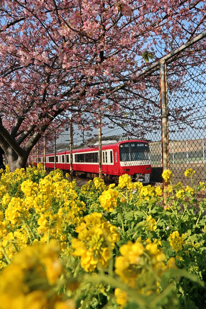 菜の花と河津桜と京急