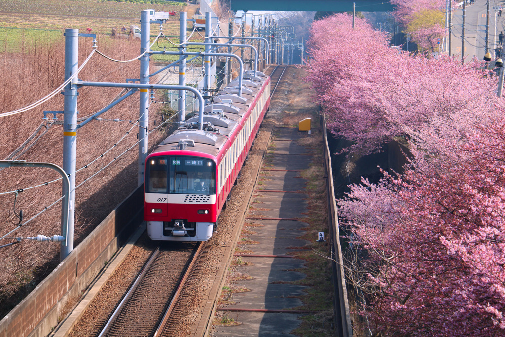 河津桜