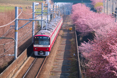河津桜
