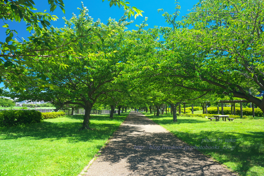 初夏の散歩道