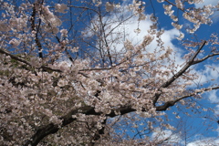 上野恩賜公園の桜