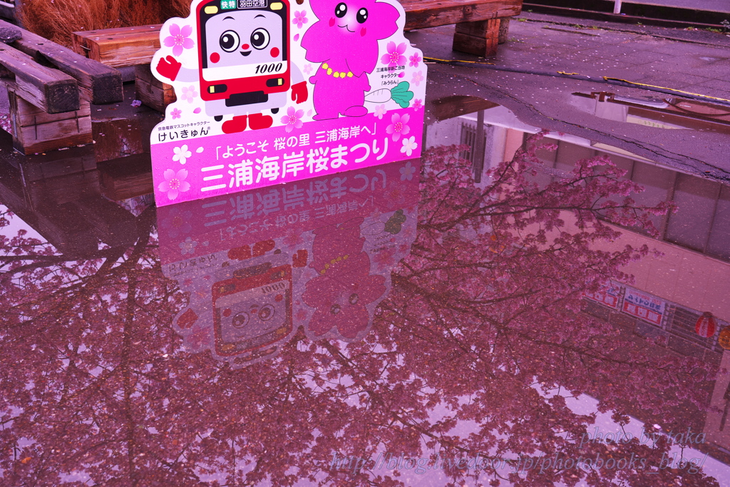 雨の河津桜～三浦海岸さくら祭り②