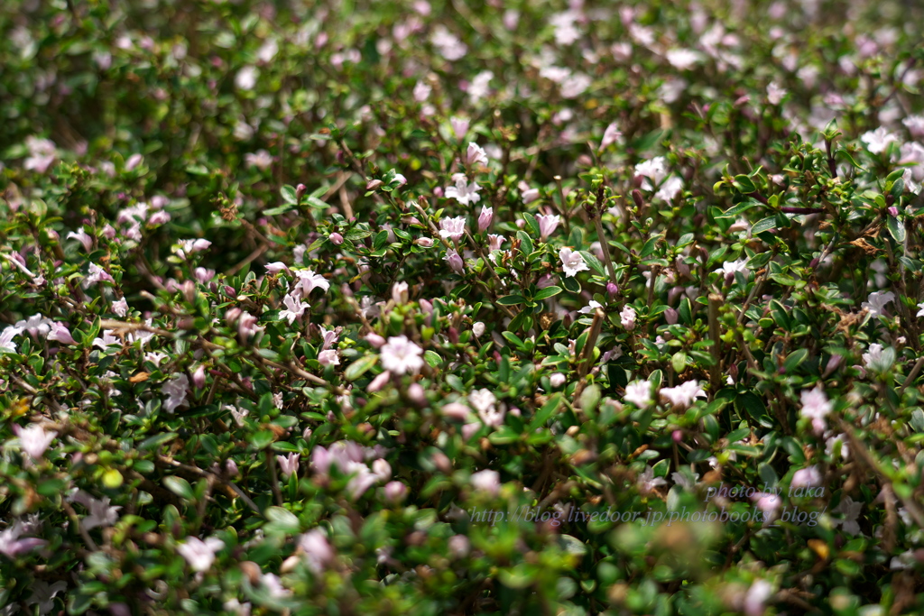 つげの花