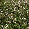 つげの花
