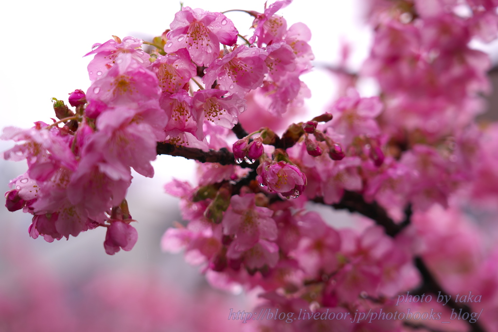 雨の河津桜～三浦海岸さくら祭り④