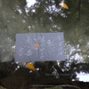 鏡の池で占い～八重垣神社