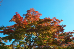 松島　円通院の紅葉