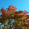 松島　円通院の紅葉