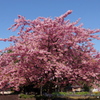 河津桜③～江の島にて