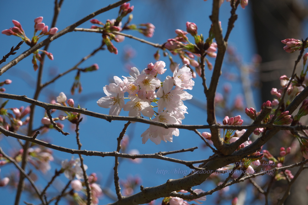 円覚寺の桜～鎌倉散歩