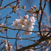 円覚寺の桜～鎌倉散歩
