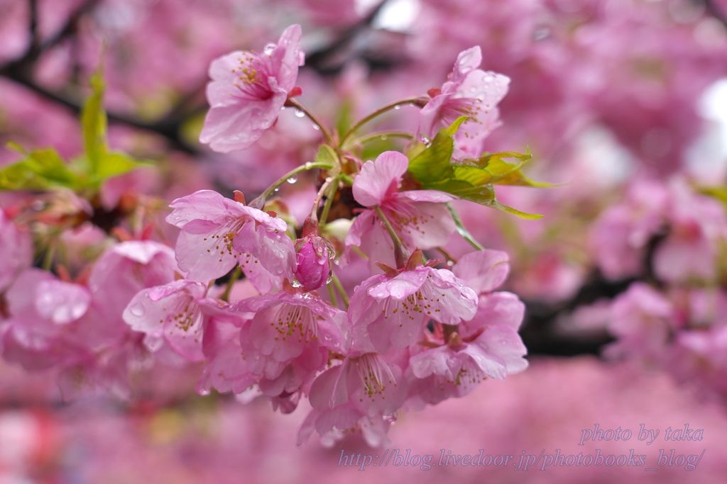 雨の河津桜～三浦海岸さくら祭り①