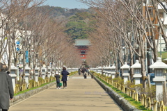 参道～鶴岡八幡宮へ