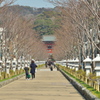 参道～鶴岡八幡宮へ