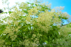 季節の花々～シマトネリコ