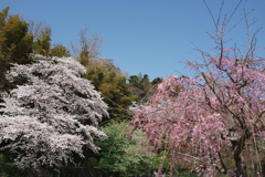 ソメイヨシノと枝垂桜