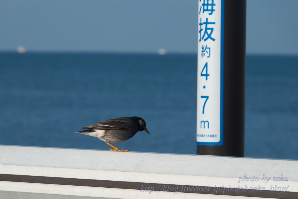 海抜4.7mの桟橋で考え事をしている（？）ムクドリ～江の島にて