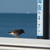 海抜4.7mの桟橋で考え事をしている（？）ムクドリ～江の島にて