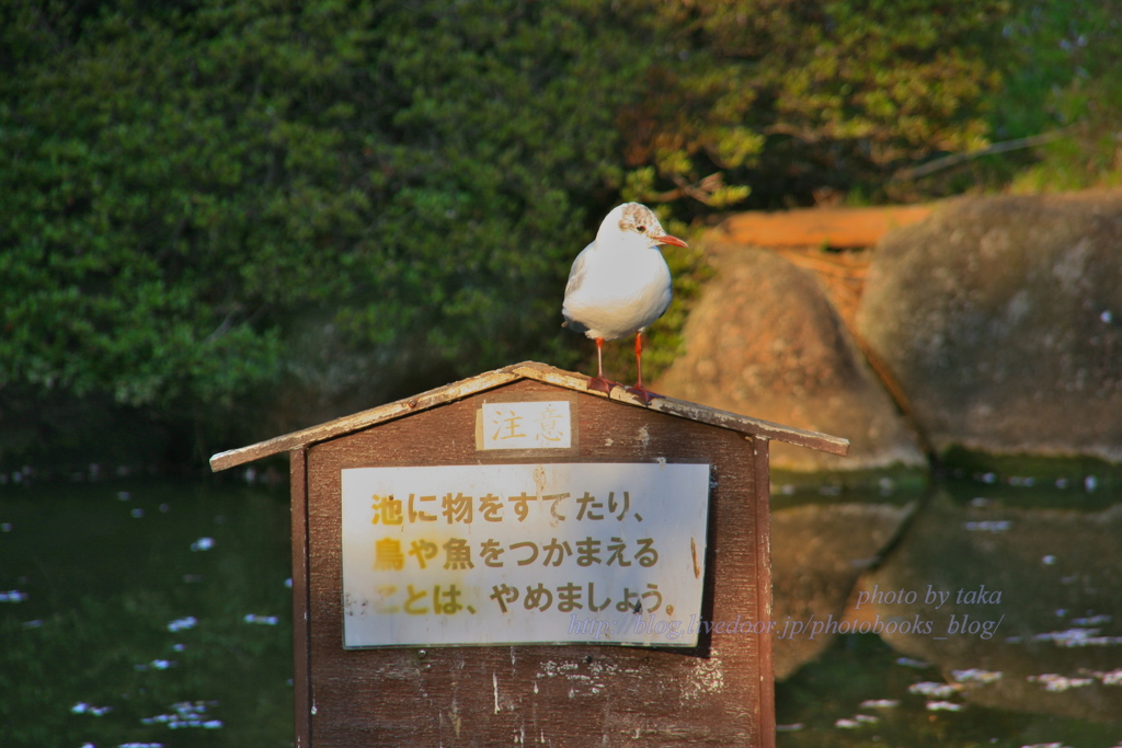 人間は読んでね