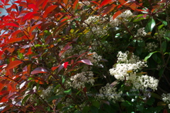 今年のベニカナメモチの花