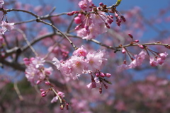 五分咲きの枝垂桜