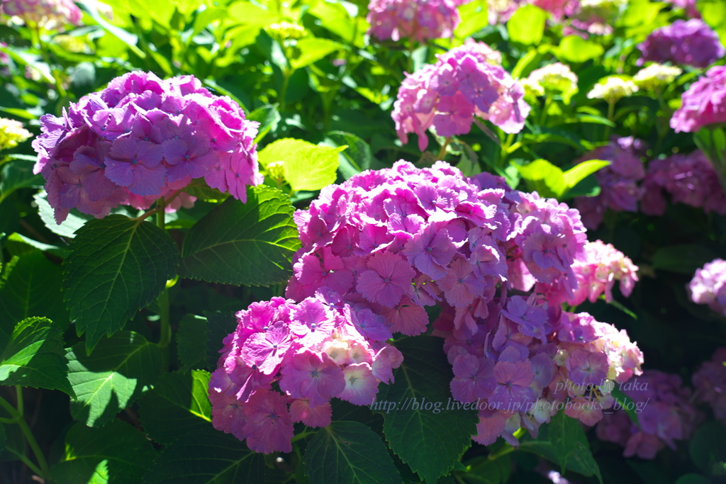 紫陽花には陽射しも似合う