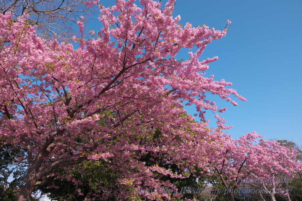 河津桜①～江の島にて