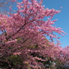 河津桜①～江の島にて