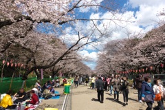 さあ、花見だ！