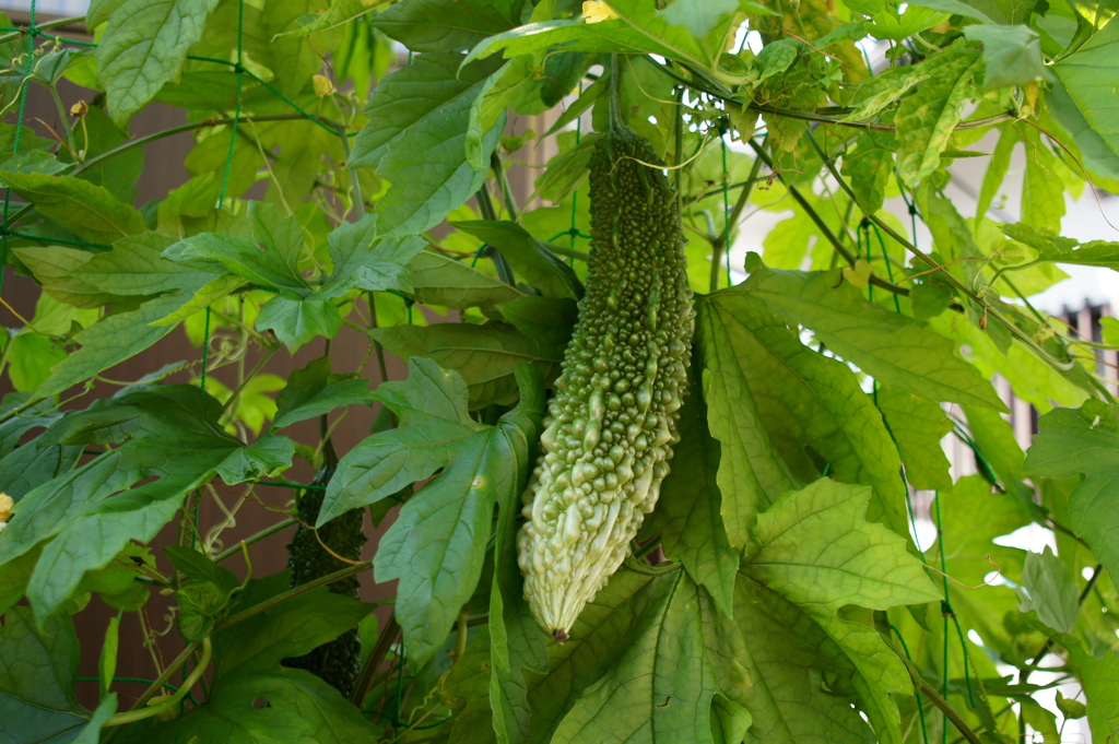 夏の風物詩