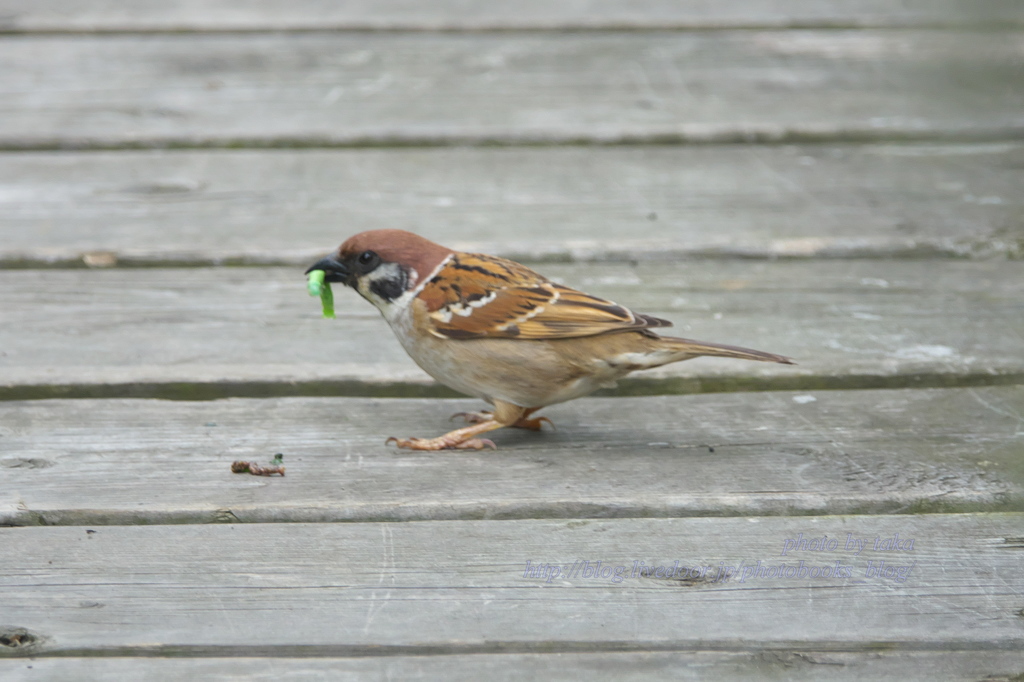 見てた？青虫捕食中