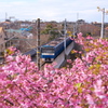 折り返しの青い京急～三浦海岸さくら祭り