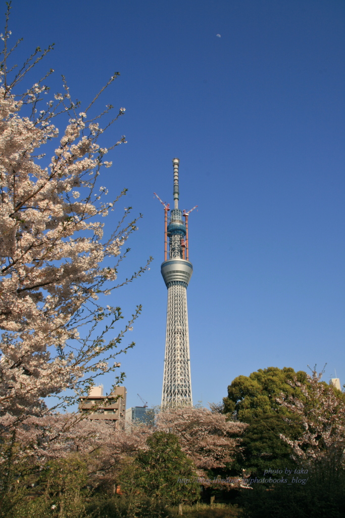 工事中のスカイツリーと桜・・・と月～蔵出し