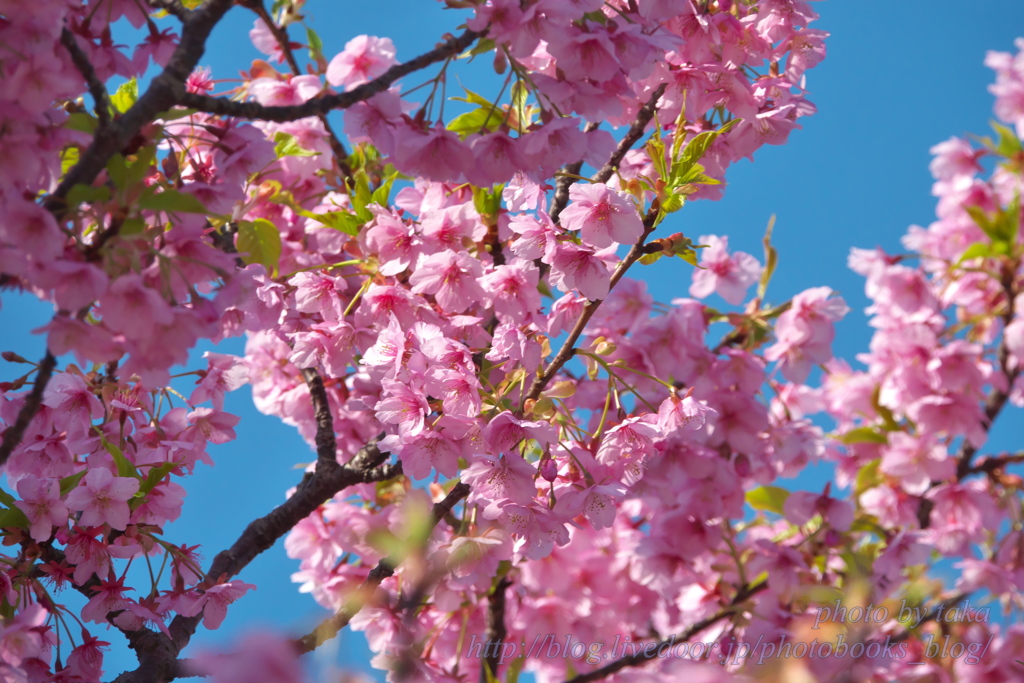 続　河津桜～江の島にて