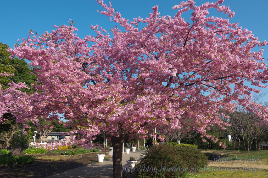 河津桜②～江の島にて