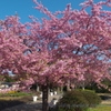 河津桜②～江の島にて