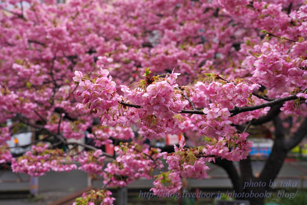 雨の河津桜～三浦海岸さくら祭り③