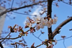 玉縄桜