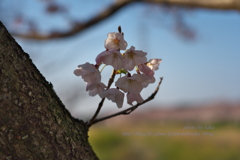 日陰の桜