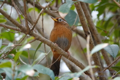 ガビチョウ（画眉鳥）その２